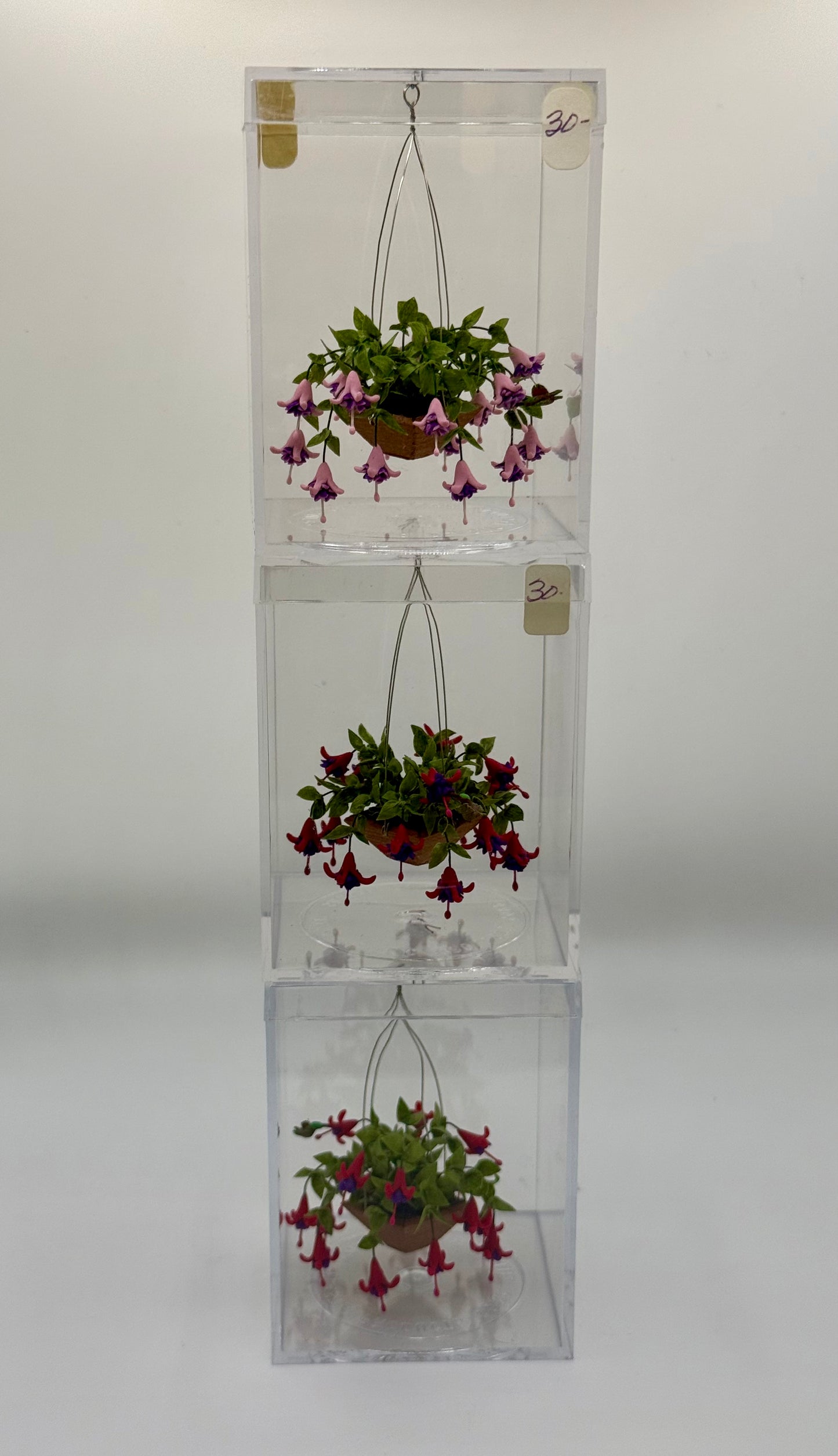 Garden Flowers