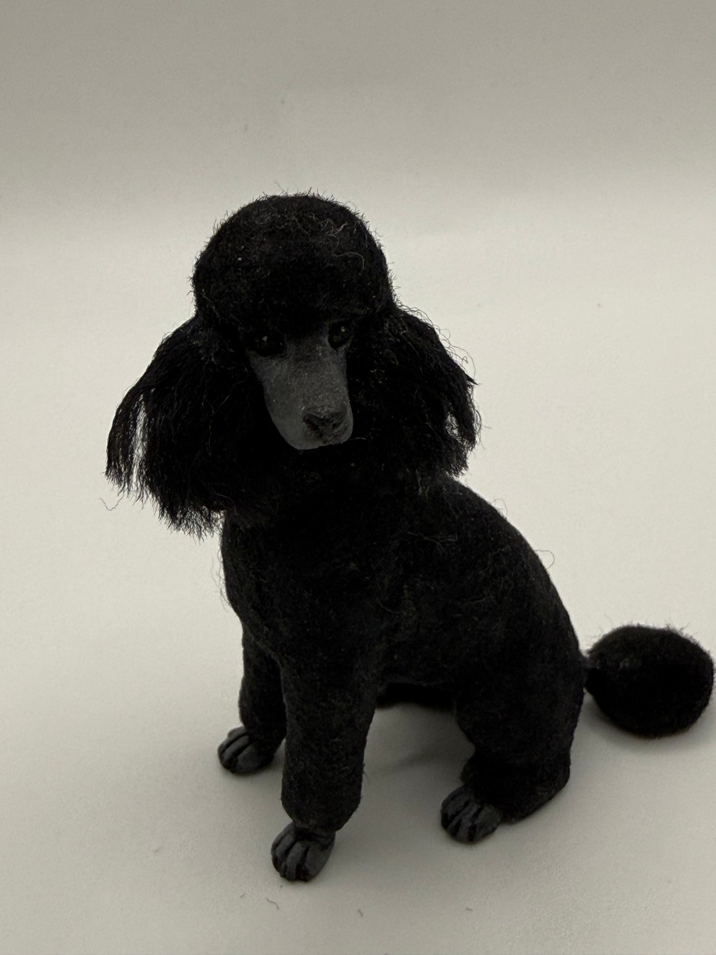 Karl Blanheim Black Standard Poodle