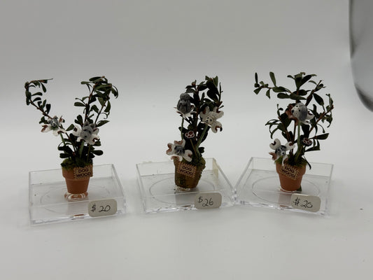 3 Dogwoods