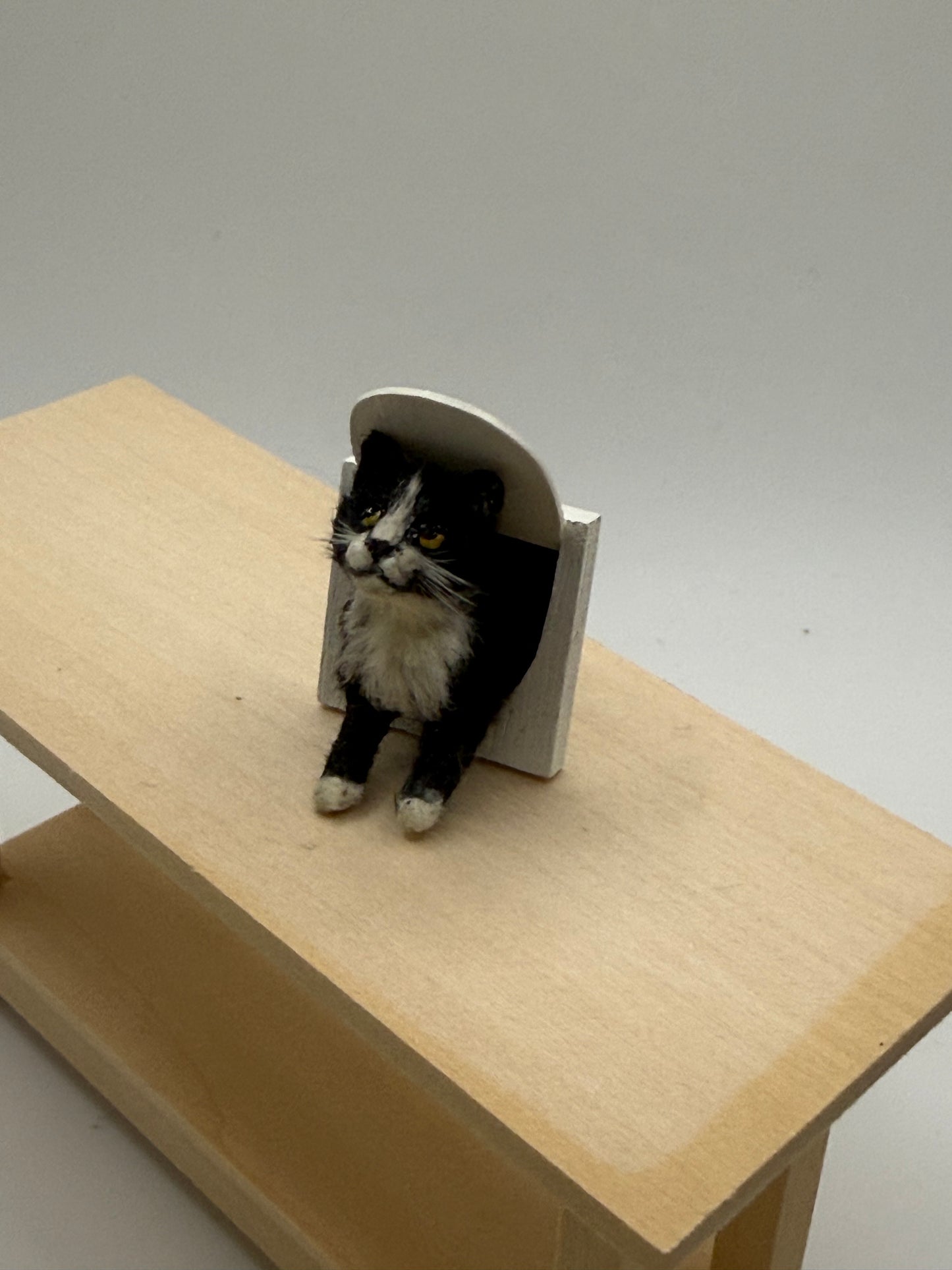 Annie Willis Cat